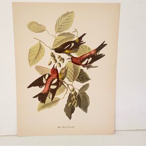Vintage Audubon John James Birds of America White Winged Crossbill Lithograph